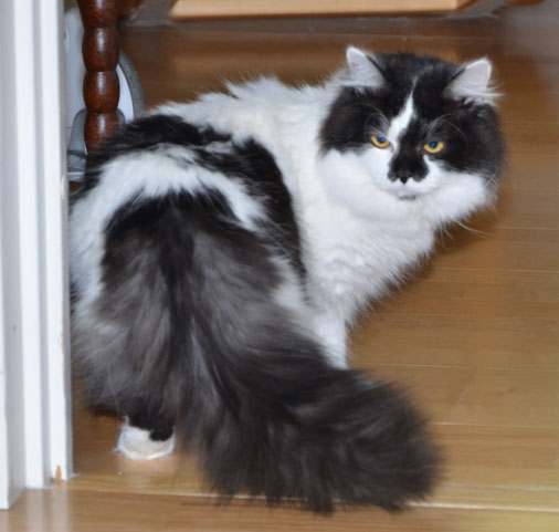 sibirisk katt Silver