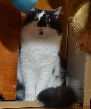 sibirisk katt Silver