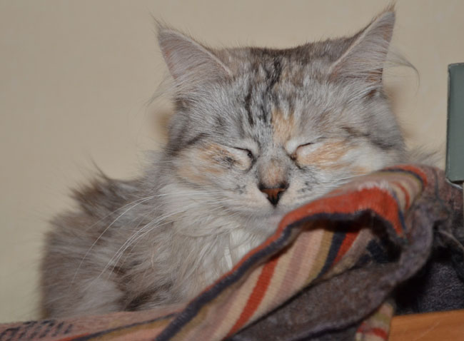 sibirisk katt Zinnie