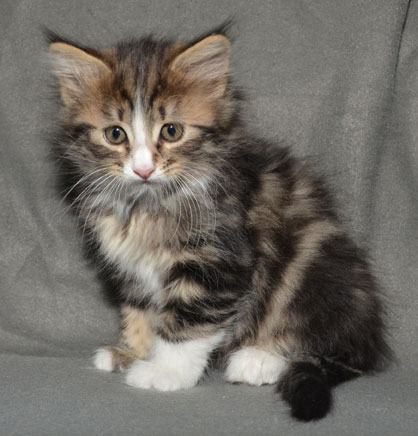 Sibirisk kattunge Umbriel