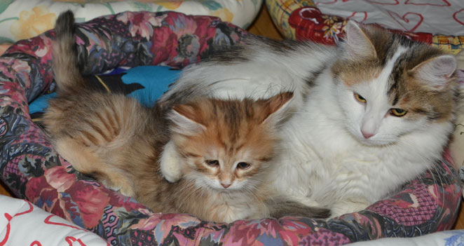 Sibiriska katter Unay o Tracie
