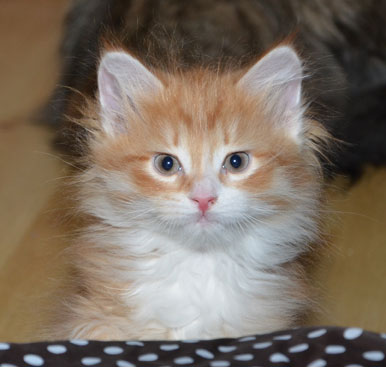 sibirisk kattunge Ulysses