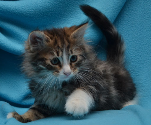 Sibirisk kattunge Umbriel