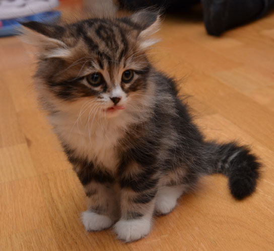 sibirisk kattunge Vega