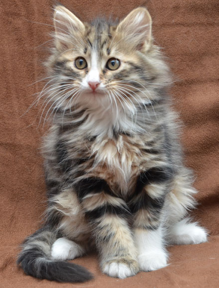 Sibirisk kattunge Umbriel