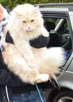 sibirisk katt Leo