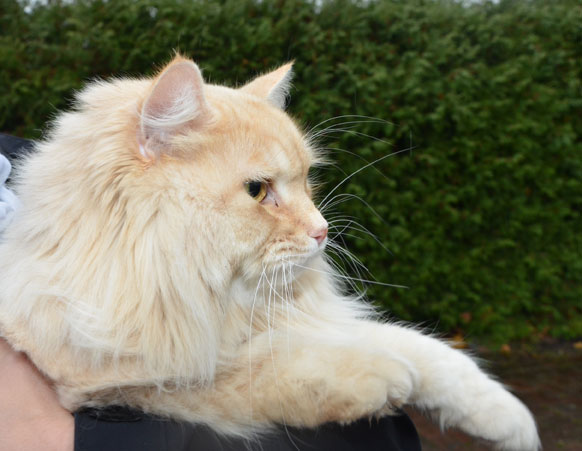 sibirisk katt Leo