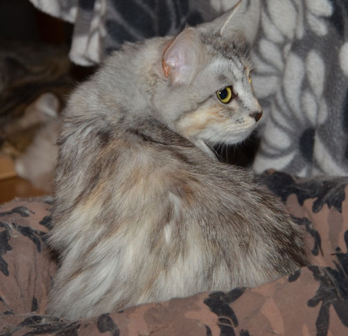 sibirisk katt Zinnie
