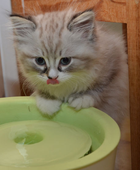 neva msquerade kattunge