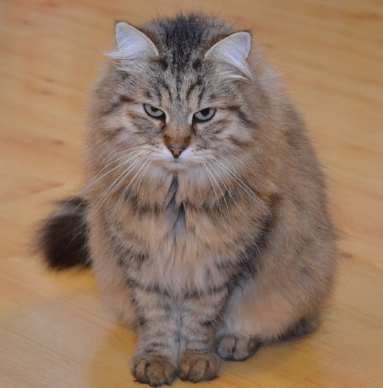 sibirisk katt Gabbie