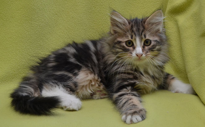 Sibirisk kattunge Umbriel