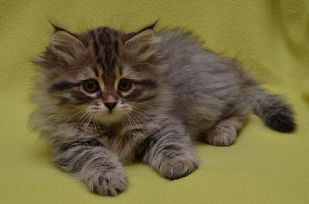 sibirisk kattunge Vincent