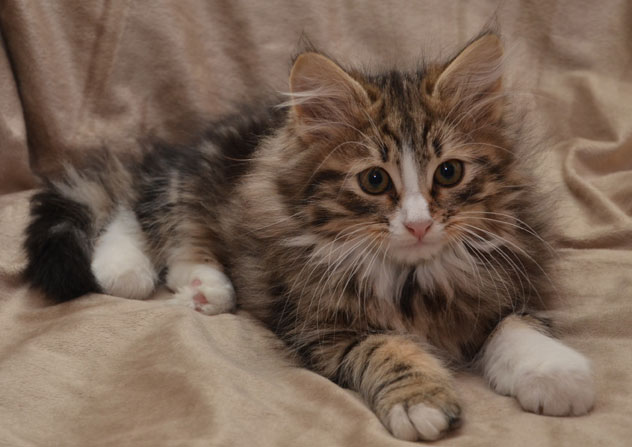 Sibirisk kattunge Umbriel