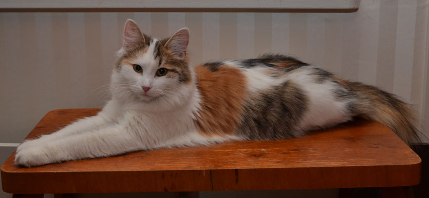 sibirisk katt Tracie