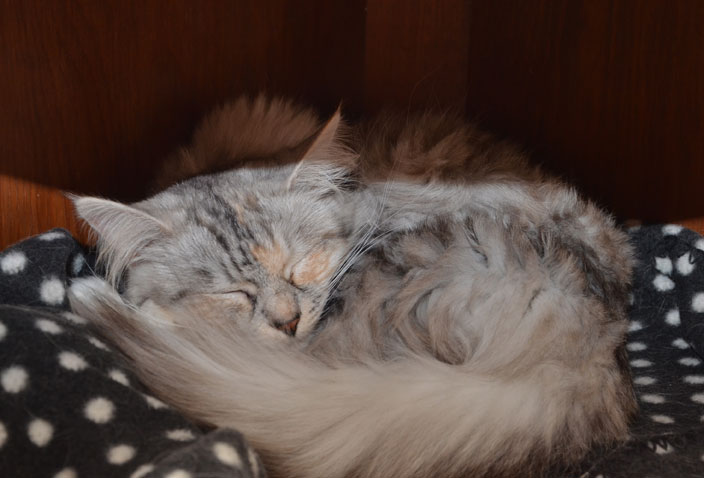 sibirisk katt Zinnie