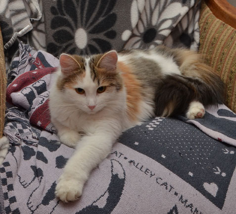 sibirisk katt Tracie