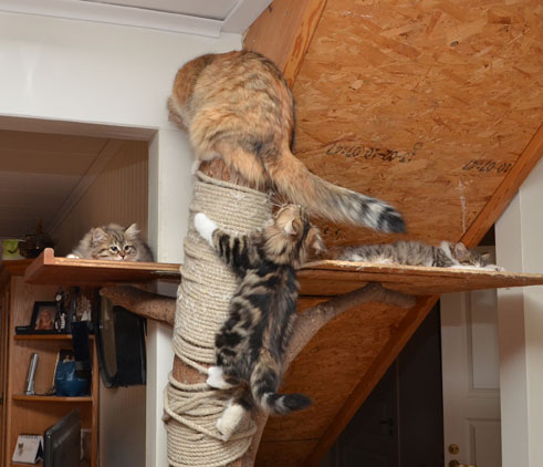 sibiriska kattungar U och V-kullen