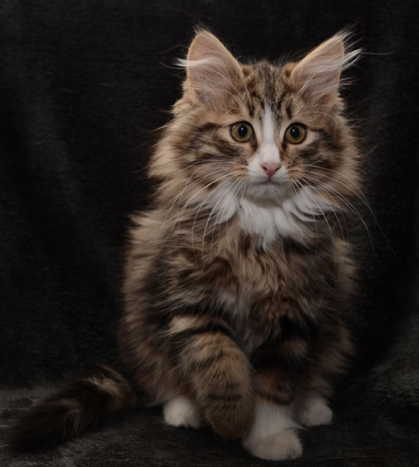 Sibirisk kattunge Umbriel