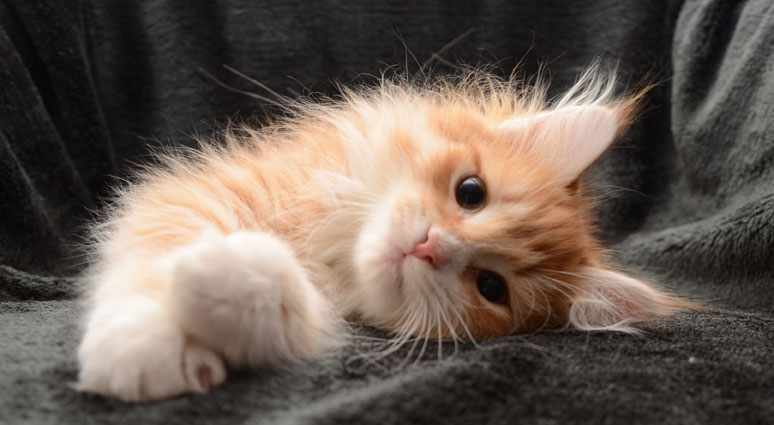 sibirisk kattunge Ulysses