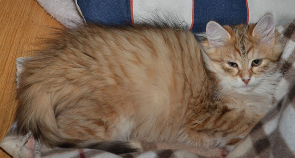 sibirisk katt Uni