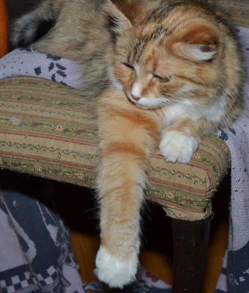 sibirisk katt Dani