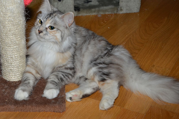 sibirisk katt Zinnie