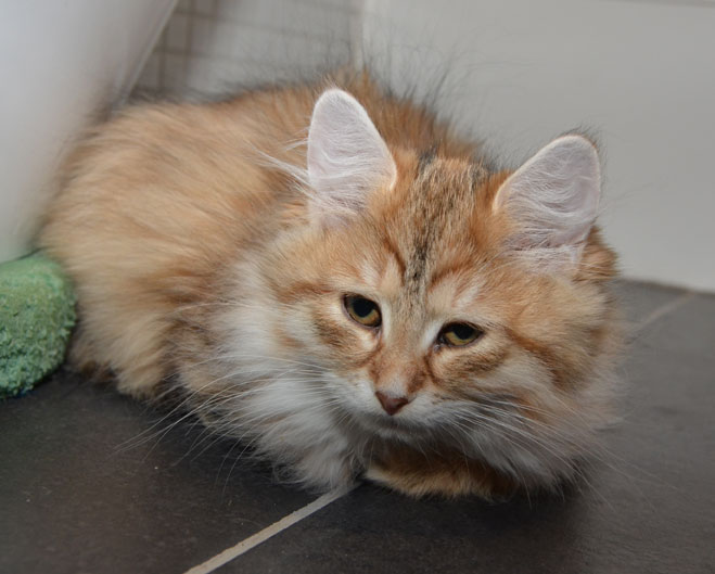 sibirisk katt Tracie