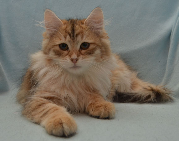 sibirisk katt Uni