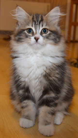 sibirisk kattunge Vega