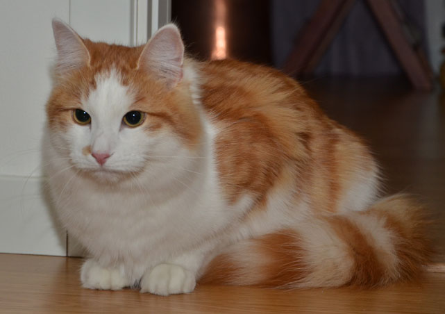 sibirisk katt Thor