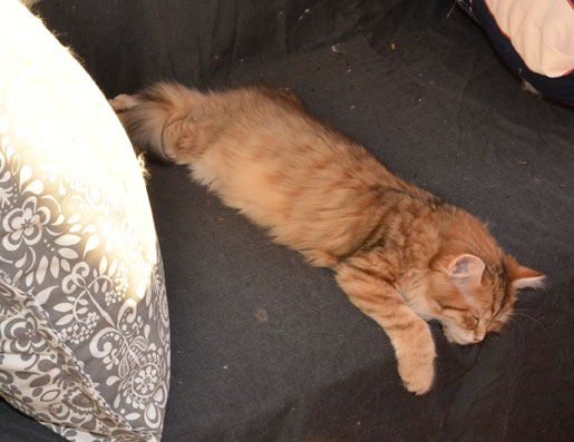 sibirisk katt Uni