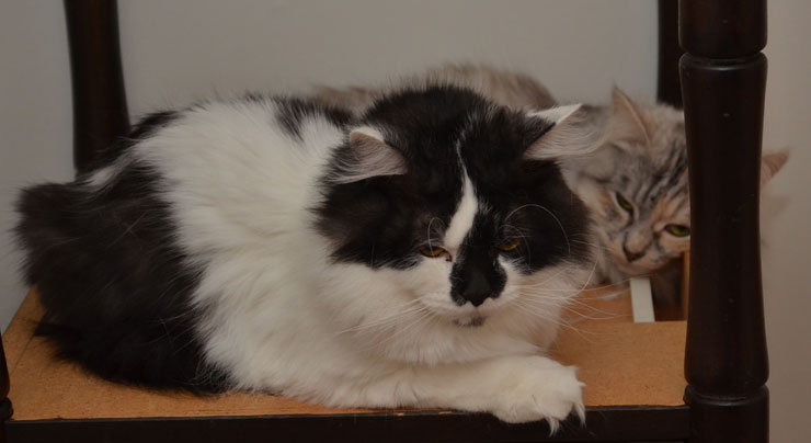 sibirisk katt Silver