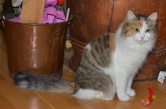 sibirisk katt Colbie