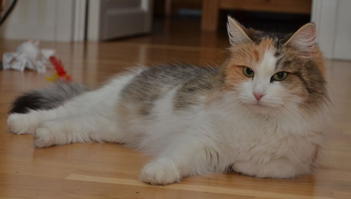 sibirisk katt Colbie