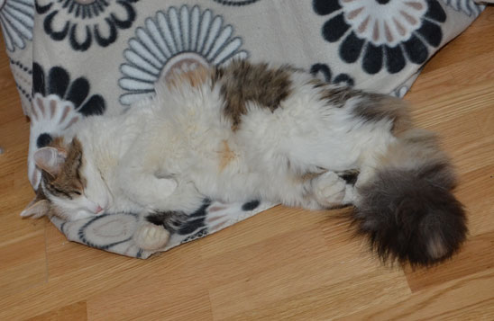 sibirisk katt Tracie