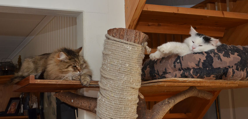 sibirisk katt Gabbie och Junior