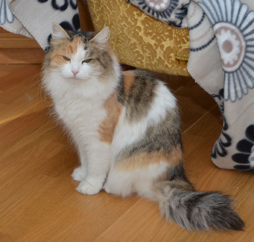 sibirisk katt Colbie