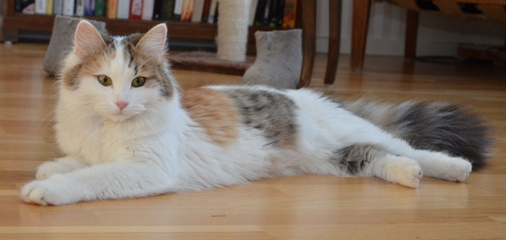 sibirisk katt Tracie