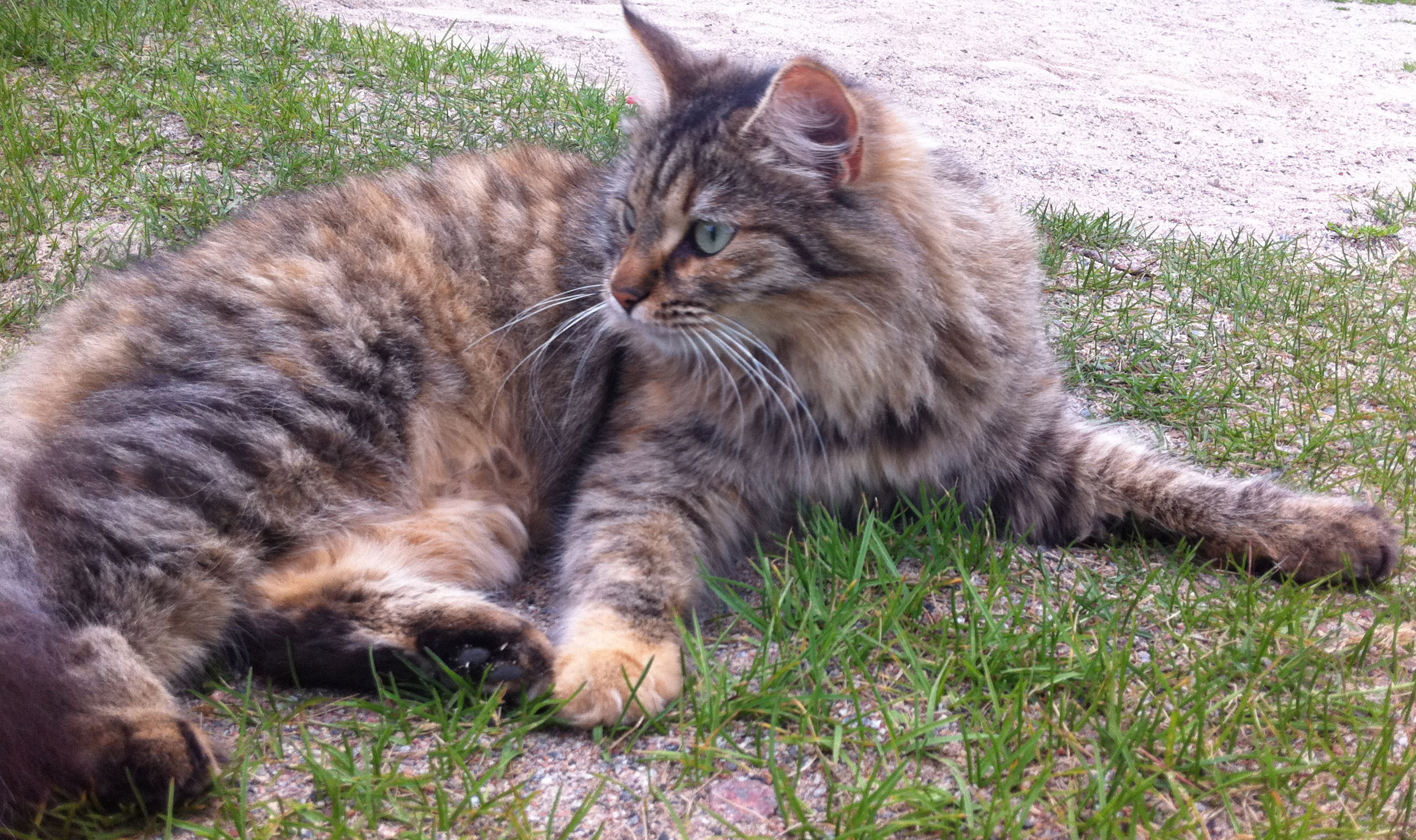Sibirisk katt Galaxy