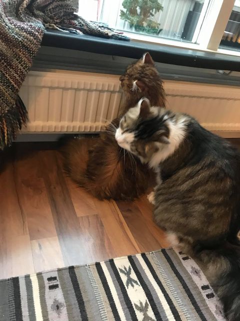 sibirisk katt Ul o Pluto