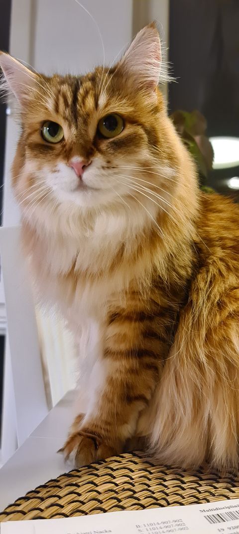 sibirisk katt Ursula