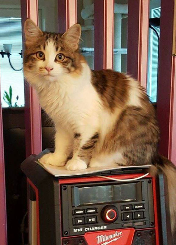 sibirisk kattunge Elektra