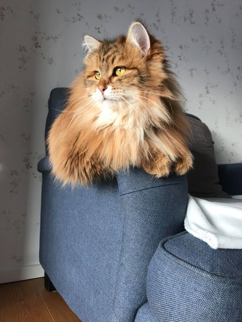 Sibirisk katt Ul