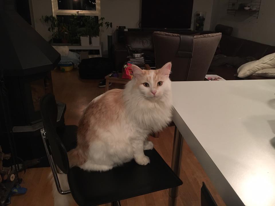 sibiriskkatt Regules