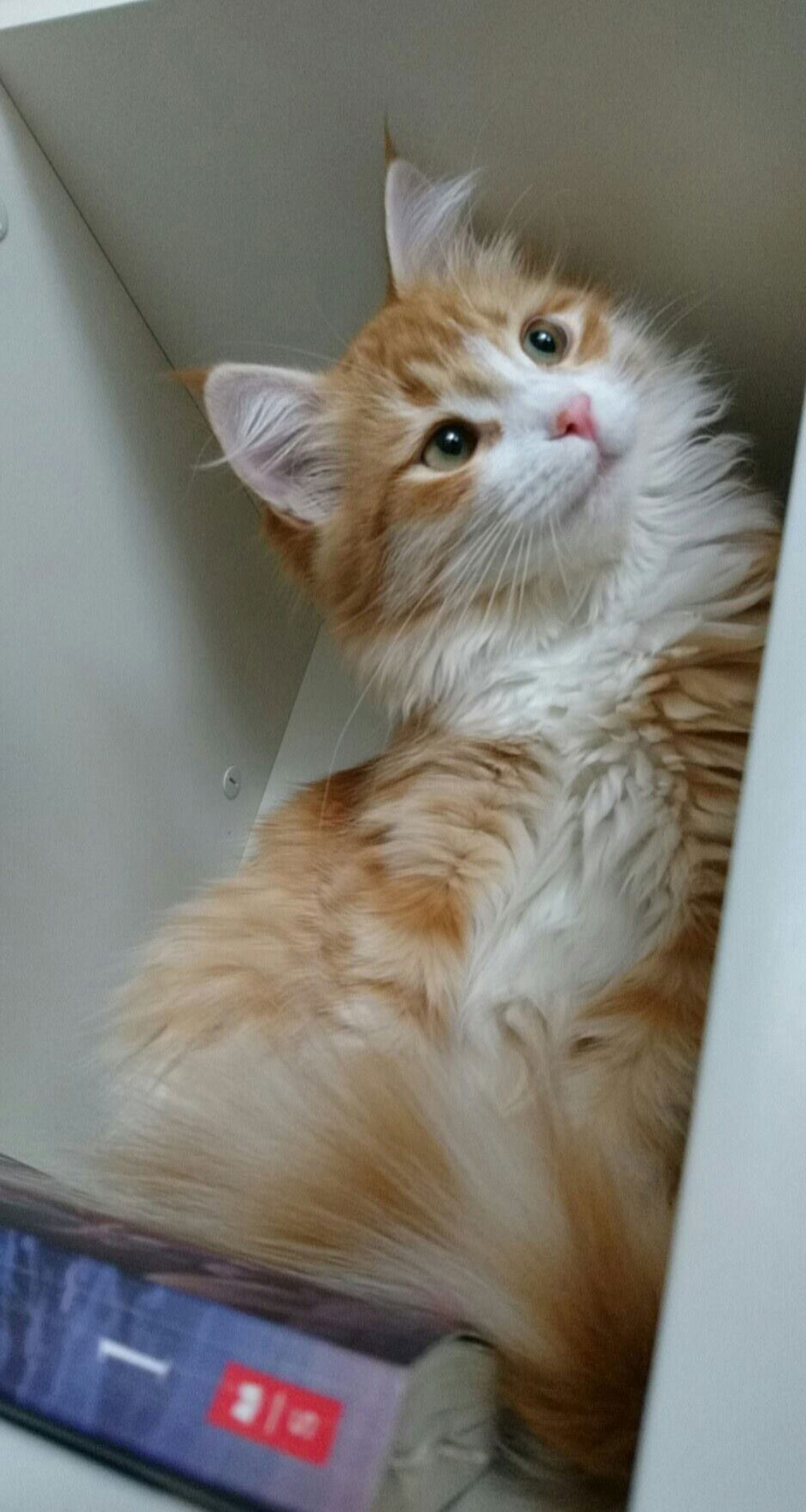 sibirisk kattunge Gryphon