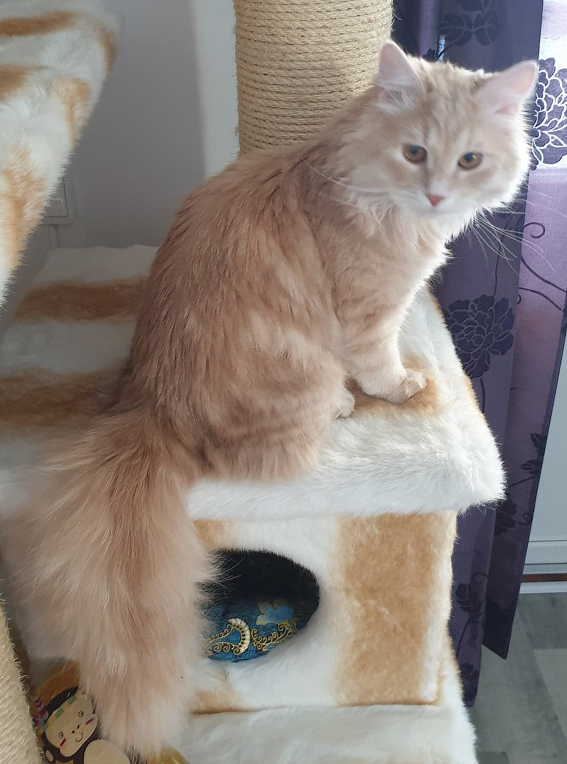 sibirisk kattunge Yezo