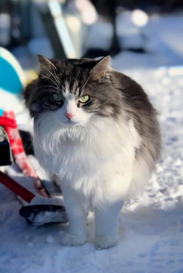 Sibirisk katt Apollo