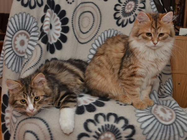 sibirisk katt Uni Umbriel