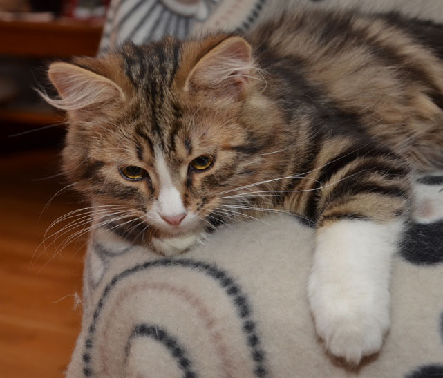 Sibirisk katt Umbriel