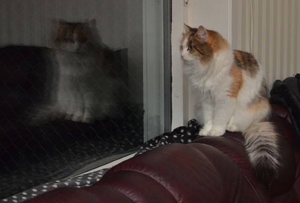 sibirisk katt Colbie